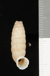 To ANSP Malacology Collection (syntype of Urocoptis dilatata. Torre, 1911. Nautilus 25: 47-48  - catalog no. 107712)