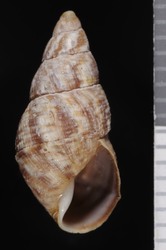 To ANSP Malacology Collection (syntype of Newcombia carinella. Baldwin, 1906. Nautilus 19: 136  - catalog no. 109052)