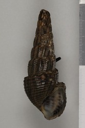 To ANSP Malacology Collection (syntypes of Doryssa rex. Pilsbry in F. Baker, 1914. Proceedings of the Academy of Natural Sciences of Philadelphia 65 (3): 650-651, pl. 24, fig. 10  - catalog no. 109349)