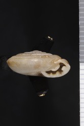 To ANSP Malacology Collection (syntype of Ashmunella pilsbryana. Ferriss, 1914. Nautilus 27 (10): 110-111  - catalog no. 109529)