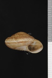 To ANSP Malacology Collection (holotype of Oreohelix swopei. Pilsbry & Ferriss, 1917. Proceedings of the Academy of Natural Sciences of Philadelphia 69 (1): 93-95, pl. 9, figs. 3-3b - catalog no. 112896)