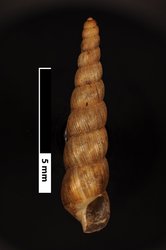 To ANSP Malacology Collection (syntypes of Pseudoglessula gracillima. Pilsbry, 1919. Bulletin of the American Museum of Natural History 40: 157-158, pl. 18, figs. 7, 7a - catalog no. 118745)