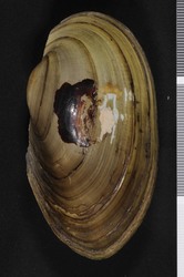 To ANSP Malacology Collection (syntypes of Anodon subinflata. Anthony, 1865. American Journal of Conchology 1: 160-161  - catalog no. 129858)