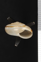 To ANSP Malacology Collection (syntype of Sonorella montezuma. Pilsbry & Ferriss, 1919. Nautilus 33 (1): 20, not figured  - catalog no. 130583)