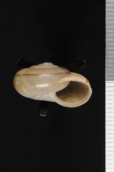 To ANSP Malacology Collection (syntype of Sonorella elizabethae. Pilsbry & Ferriss, 1919. Nautilus 33 (1): 20, not figured  - catalog no. 130991)