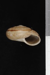 To ANSP Malacology Collection (syntype of Sonorella mustang. Pilsbry & Ferriss, 1919. Nautilus 33 (1): 20, not figured  - catalog no. 130992)