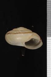 To ANSP Malacology Collection (syntype of Sonorella cotis. Pilsbry & Ferriss, 1919. Nautilus 33 (1): 20-21, not figured  - catalog no. 130994)