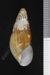 To ANSP Malacology Collection (syntypes of Synapterpes pennelli. Pilsbry, 1926. Proceedings of the Academy of Natural Sciences of Philadelphia 78: 8-9, pl. 2, fig. 5  - catalog no. 132451)