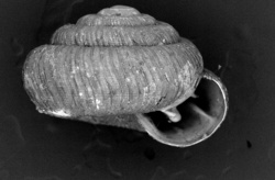 To ANSP Malacology Collection (syntypes of Endodonta norfolkensis. Hedley, 1899. Records of the Australian Museum 3: 152 - catalog no. 133354)