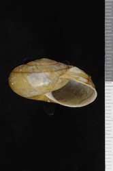 To ANSP Malacology Collection (syntype of Helminthoglypta ferrissi. Pilsbry, 1924. Nautilus 38 (2): 54-55, not figured  - catalog no. 134224)