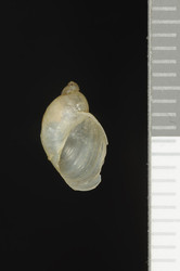 To ANSP Malacology Collection (holotype of Quickella rehderi. Pilsbry, 1948. Land Mollusca of North America (North of Mexico) 2 (2): 845-846, fig. 457 b - catalog no. 147757)