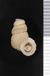 To ANSP Malacology Collection (syntype of Opisthosiphon andrewsi. Welch, 1929. Nautilus 42 (3): 98, pl. 5, fig. 6  - catalog no. 148847)