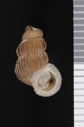 To ANSP Malacology Collection (syntype of Opisthosiphon torrei. Welch, 1929. Nautilus 42 (3): 98, pl. 5, fig. 3  - catalog no. 148848)