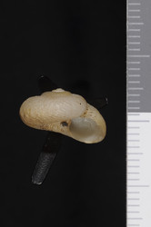 To ANSP Malacology Collection (holotype of Poteria caymanensis. Pilsbry, 1930. Proceedings of the Academy of Natural Sciences of Philadelphia 82: 227, pl. 18, fig. 5  - catalog no. 150857)