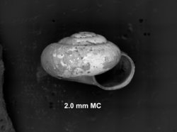 To ANSP Malacology Collection (syntype of Miradiscops balboa. Pilsbry, 1930. Proceedings of the Academy of Natural Sciences of Philadelphia 82: 350, pl. 29, fig. 4-4b  - catalog no. 151362)