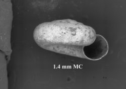 To ANSP Malacology Collection (syntype of Miradiscops panamensis. Pilsbry, 1930. Proceedings of the Academy of Natural Sciences of Philadelphia 82: 350, pl. 29, fig. 3-3b  - catalog no. 151365)