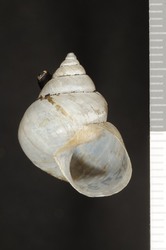 To ANSP Malacology Collection (holotype of Conulinus cockerelli. Pilsbry, 1933. Nautilus 46 (3): 101-102, pl. 6, fig. 7 - catalog no. 158573)