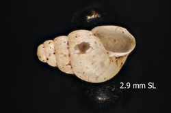 To ANSP Malacology Collection (syntype of Curvella bathyraphe. Pilsbry & Cockerell, 1933. Proceedings of the Zoological Society of London : 368, pl. 2, fig. 12  - catalog no. 159676)