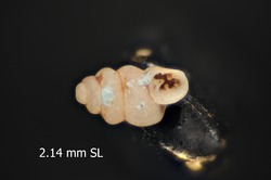 To ANSP Malacology Collection (holotype of Gastrocopta euryomphala. Pilsbry, 1934. Manual of Conchology (Ser. 2) 28 (111): 120-121, pl. 22, fig. 6 - catalog no. 160431)