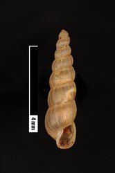 To ANSP Malacology Collection (syntypes of Spiraxis striatapex. Pilsbry, 1933. Proceedings of the Academy of Natural Sciences of Philadelphia 85: 160, pl. 9, fig. 14  - catalog no. 160736)