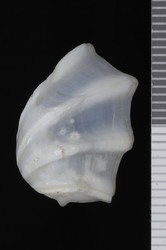 To ANSP Malacology Collection (holotype of Periploma pentadactylus. Pilsbry & Olsson, 1935. Nautilus 48 (4): 118-119 - catalog no. 164610)