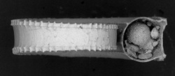 To ANSP Malacology Collection (syntypes of Homalaxis rotulacatherinea. Melvill & Standen, 1903. Annals and Magazine of Natural History (Ser. 7) 12: 299-300 - catalog no. 164793)