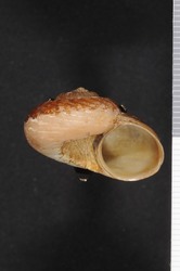 To ANSP Malacology Collection (holotype of Poteria burringtoni. Bartsch in Torre, Bartsch & Morrison, 1942. Bulletin of the United States National Museum 181: 107, pl. 16, figs. 31-33 - catalog no. 174145)