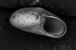 To ANSP Malacology Collection (holotype of Teinostoma obtectum. Pilsbry & McGinty, 1945. Nautilus 59 (1): 6, pl. 1, fig. 6 - catalog no. 181121)