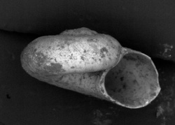 To ANSP Malacology Collection (holotype of Vitrinella floridana. Pilsbry & McGinty, 1946. Nautilus 60 (1): 16, pl. 2, figs. 4, 4a - catalog no. 181880)