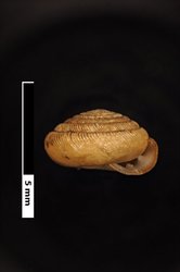 To ANSP Malacology Collection (holotype of Gastrodonta fonticula. Wurtz, 1948. Nautilus 61 (3): 86-87, pl. 6, fig. 3 - catalog no. 183479)