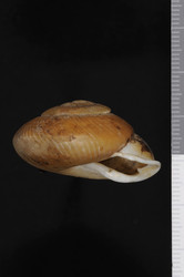 To ANSP Malacology Collection (syntypes of Isomeria anestia. Pilsbry, 1949. Nautilus 62 (3): 99-100, pl. 6, fig. 4a  - catalog no. 184497)