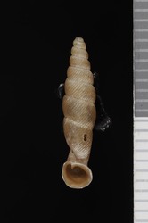 To ANSP Malacology Collection (syntype of Nenia atracta. Pilsbry, 1949. Proceedings of the Academy of Natural Sciences of Philadelphia 101: 217-219, pl 18, figs. 2-2c  - catalog no. 185111)