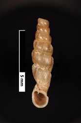 To ANSP Malacology Collection (holotype of Nenia huallagana. Pilsbry, 1949. Proceedings of the Academy of Natural Sciences of Philadelphia 101: 230, pl. 22, fig. 4d  - catalog no. 185174)