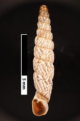 To ANSP Malacology Collection (holotype of Nenia olssoni. Pilsbry, 1949. Proceedings of the Academy of Natural Sciences of Philadelphia 101: 215-216, pl. 17 figs. 3a, b, e - catalog no. 185176)