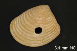 To ANSP Malacology Collection (holotype of Crassinella adamsi. Olsson, 1961. Mollusks of the Tropical Eastern Pacific : 183, pl. 25, fig. 3a - catalog no. 218933)