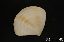 To ANSP Malacology Collection (holotype of Crassinella ecuadoriana. Olsson, 1961. Mollusks of the Tropical Eastern Pacific : 182-183, pl. 25, figs. 6-6c - catalog no. 218934)