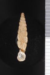 To ANSP Malacology Collection (syntype of Clausilia dupouxi. Naegele & Boettger, 1890. Nachrichtsblatt der Deutschen Malakozoologischen Gesellschaft 22: 137-138  - catalog no. 239373)