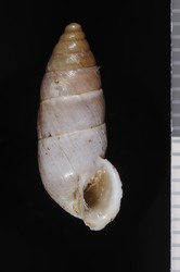 To ANSP Malacology Collection (syntype of Buliminus mixtus. Westerlund, 1887. Fauna der in der paläarctischen Region (Europa, Kaukasien, Sibirien, Turan, Persien, Kurdistan, Armenien, Mesopotamien, Kleinasien, Syrien, Arabien, Egypten, Tripolis, Tunesien,