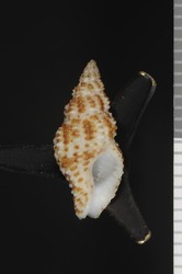 To ANSP Malacology Collection (holotype of Anna florida. Garcia, 2008. Novapex 9 (4): 142-144, fig. 1-2 - catalog no. 418032)