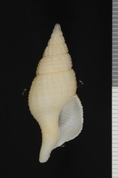 To ANSP Malacology Collection (holotype of Manaria burkeae. Garcia, 2008. Novapex 9 (4): 145-146, fig. 16-17 - catalog no. 418034)